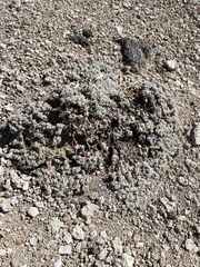 Eriogonum caespitosum