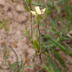 Disperis villosa