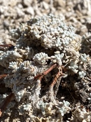 Eriogonum caespitosum