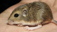 Merriam's Pocket Mouse photo 2