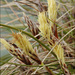 Carex humilis - Photo (c) Amadej Trnkoczy, algunos derechos reservados (CC BY-NC-SA)