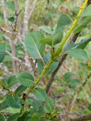 Salix pseudomonticola