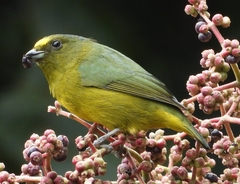 Euphonia mesochrysa