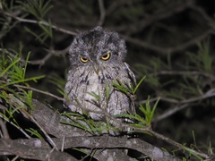 Megascops asio mccallii