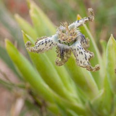 Ferraria parva