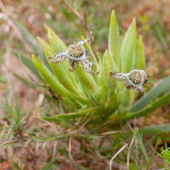 Ferraria parva