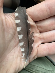 Melanerpes carolinus