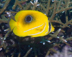 Chaetodon bennetti