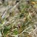 Carex pilulifera - Photo (c) Bas Kers (NL), μερικά δικαιώματα διατηρούνται (CC BY-NC-SA)