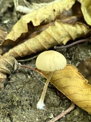 Psathyrella lutensis