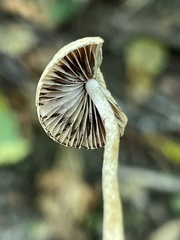 Psathyrella lutensis