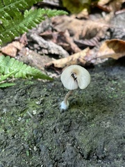 Psathyrella lutensis
