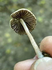 Psathyrella lutensis