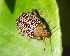 Calotheca