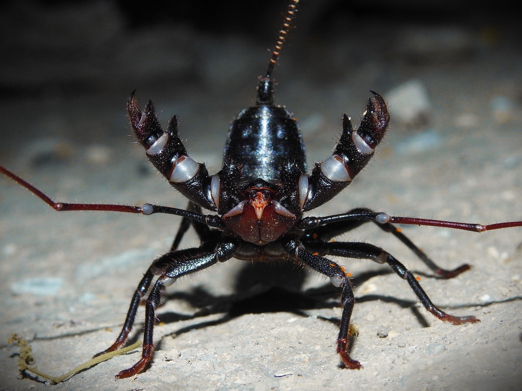 Whipscorpions