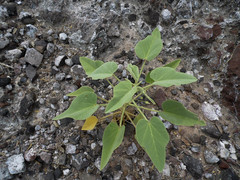 Horsfordia newberryi