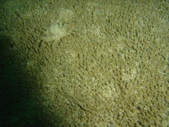 Hymenosoma orbiculare