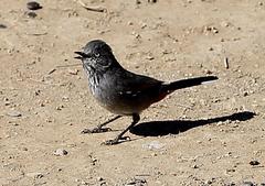 Curruca subcoerulea cinerascens