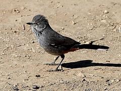 Curruca subcoerulea cinerascens