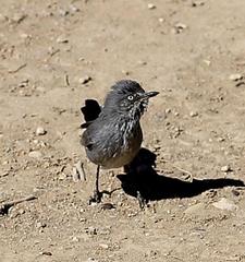 Curruca subcoerulea cinerascens