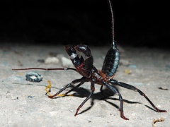 Mastigoproctus cinteotl