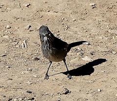 Curruca subcoerulea cinerascens