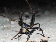 Mastigoproctus cinteotl