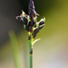 Carex rariflora - Photo (c) Tab Tannery, algunos derechos reservados (CC BY-NC-SA)