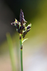 Loose-flowered Alpine Sedge - Photo (c) Tab Tannery, some rights reserved (CC BY-NC-SA)