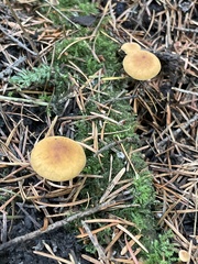 Heimiomyces fulvipes