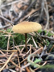 Heimiomyces fulvipes