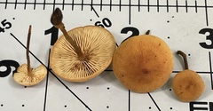 Heimiomyces fulvipes