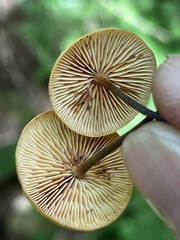Heimiomyces fulvipes
