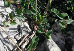 Aristolochia parvifolia
