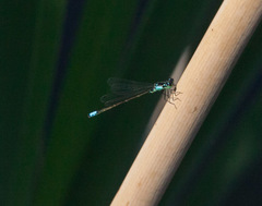 Ischnura damula
