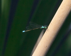 Ischnura damula