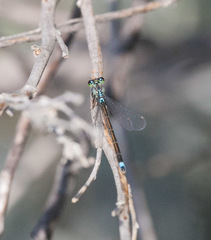 Ischnura damula
