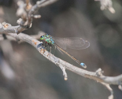 Ischnura damula