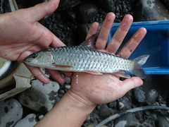 Spinibarbus hollandi