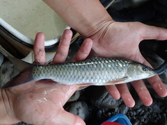 Spinibarbus hollandi