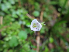 Jovellana repens