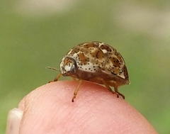 Sphaerocoris testudogrisea