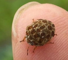 Sphaerocoris testudogrisea