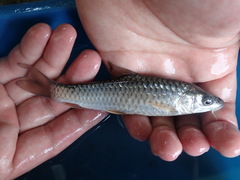 Spinibarbus hollandi