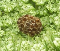 Sphaerocoris testudogrisea