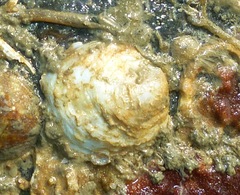 Crepidula lessonii