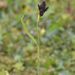 Black Alpine Sedge - Photo (c) Nuuuuuuuuuuul, some rights reserved (CC BY)