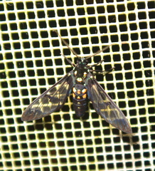 Cosmosoma xanthosticta