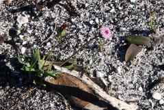 Othonna digitata