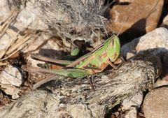 Syrbula admirabilis